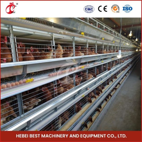 H Type 30000 Birds Automatic Egg Layer Chicken Cage With Manure Conveyor Belt Ada