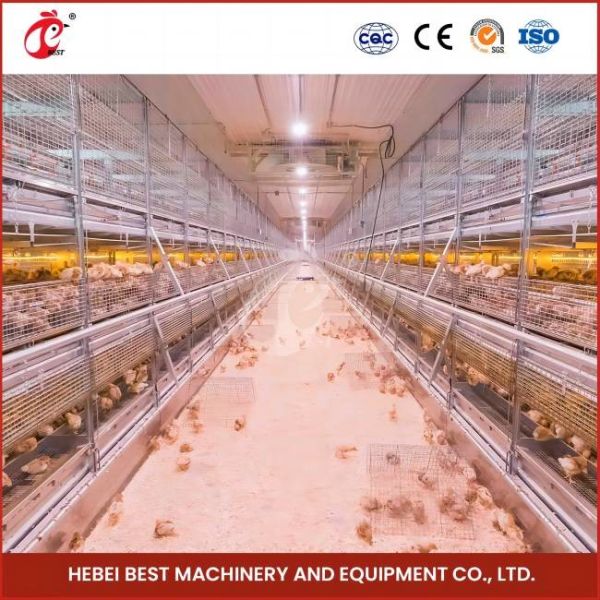 H Type Farming Chick Brooder Cage Full Automatic Feeding System Rose