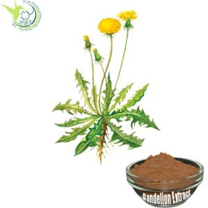 China Diuretic Taraxacum Officinale Dandelion Root Extract 5% Flavones Brown on sale