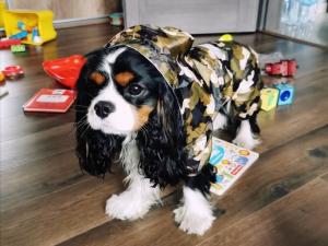 China Reflective Puppy Small Dog Rain Coat , Soft Breathable Waterproof Dog Jacket on sale