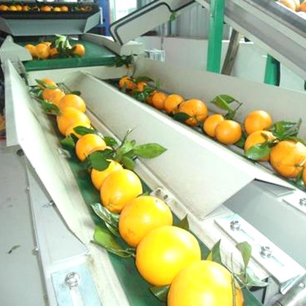 Screw Conveyor Fruit Processing Equipment For Fruit Conveying Energy Saving Type