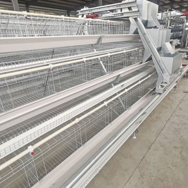 A Type Layer Poultry Cage With Full Automatic Feeding Machine